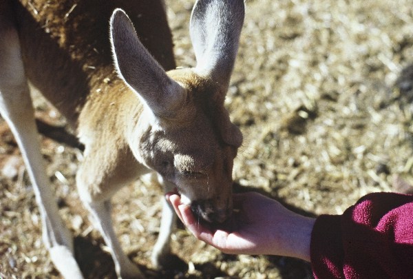 Kangaroo feeding. Photo: L. Bobke